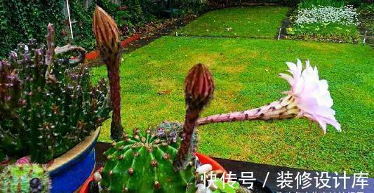 4款秋天栽培的花卉，大家都了解吗？秋天到了，赶紧在家里养几盆