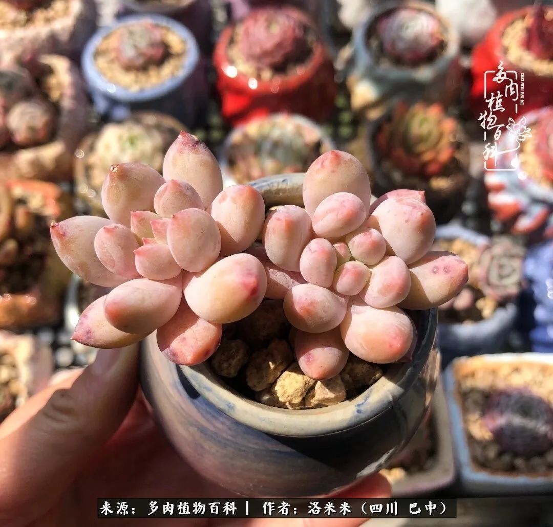 时间是多肉最好的滤镜!附个人养护经验!