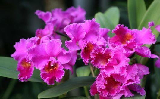 满屋|农历7月17号起，最适合养这些花，耐旱易打理，满屋飘香