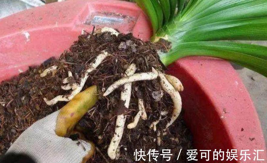 首次养花,教你几个实用小技巧,花花长势好,越养越有趣