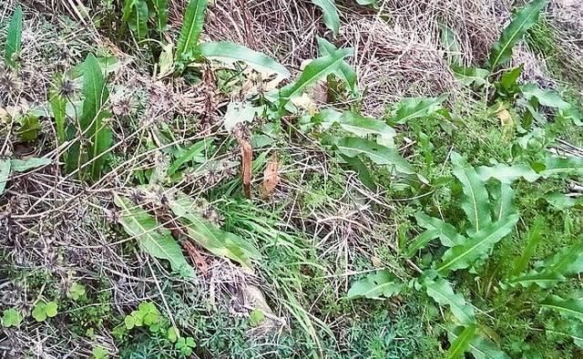 此物俗称“牛舌菜”,根价值不输人参,河边就有,遇见带走