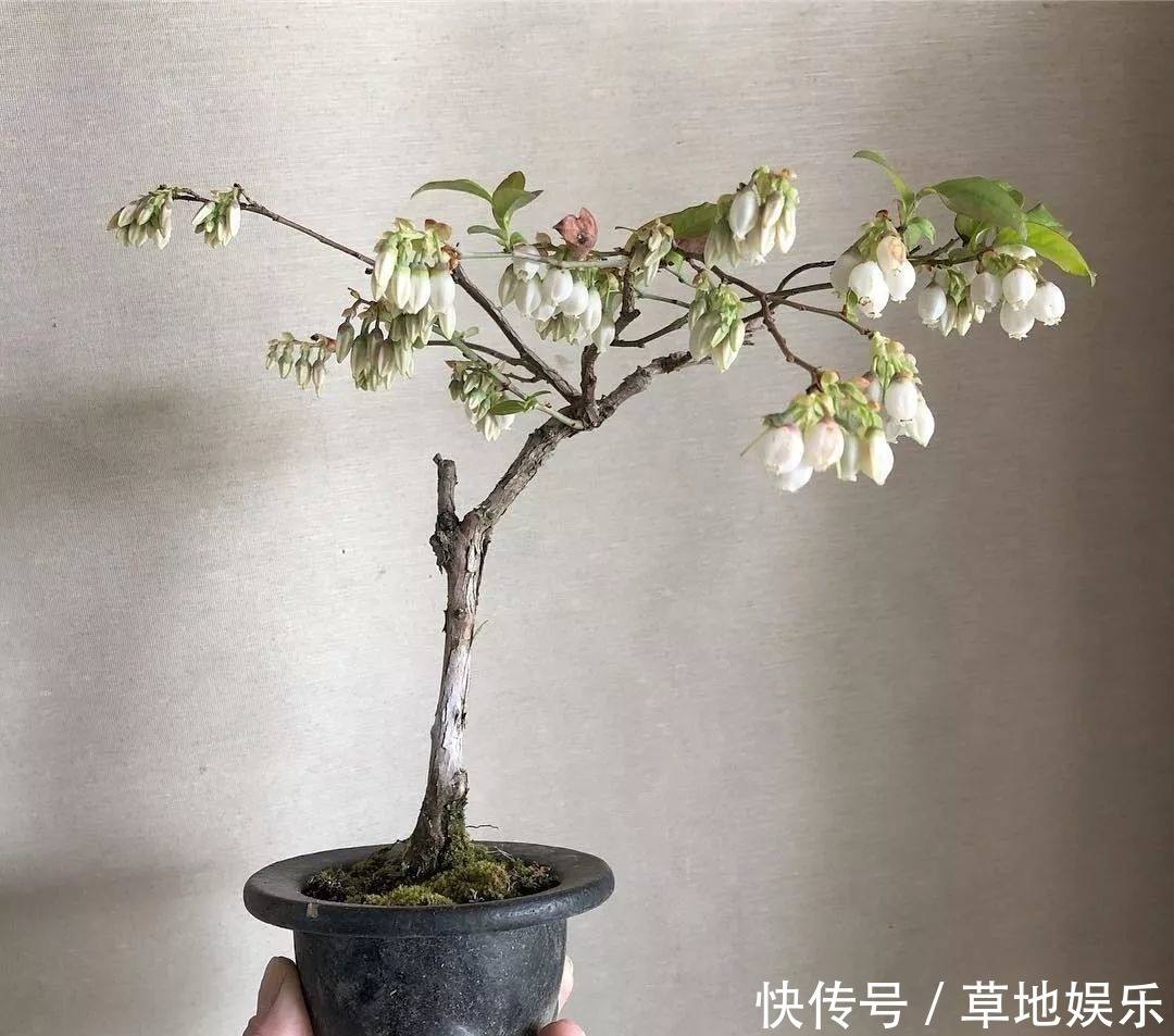 迷你的盆景艺术,小树开花