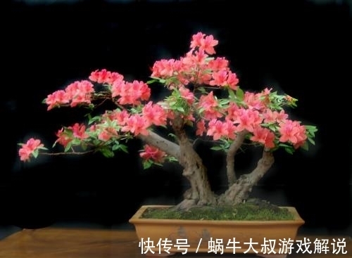 十月了,养映山红盆景,几个妙招送给你