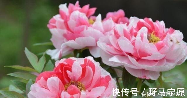 香味|超漂亮的5种花卉,长势好、花色艳,开花硕大香味浓