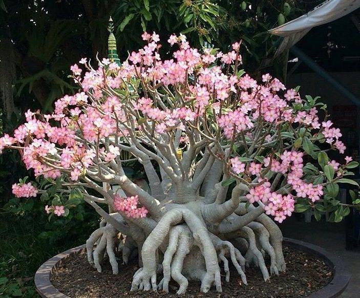 卷柏|8种“养不死”的花，绿萝只能排“末尾”，再养不好就别养花了