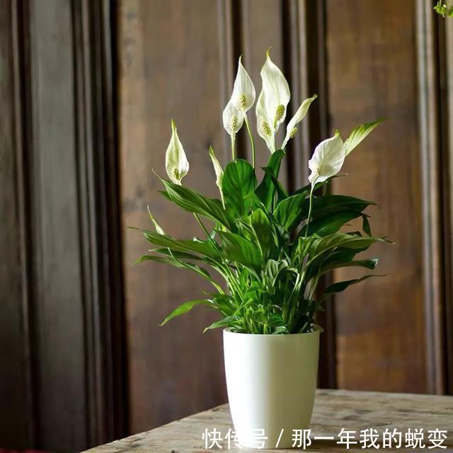 1月养白掌,做好这5件事,叶子、花朵却像一只只小帆船