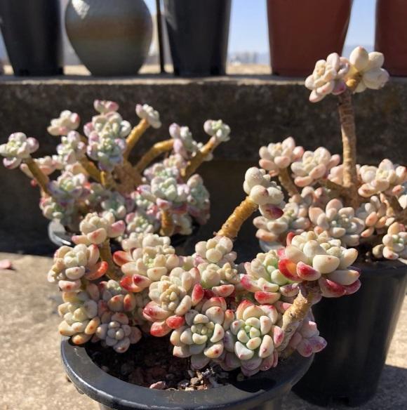 养死|养多肉,经验很重要,5点必看知识点,帮你快速进阶成大神