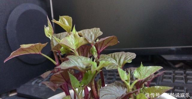 阳台种了3种菜,一茬一茬很新鲜,夏天正好长得旺,吃得过瘾