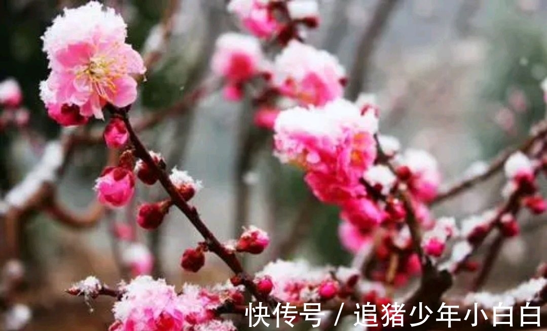 卖炭翁$漫天白雪,心忧炭价梅急眼(今韵)。邀对,并上期优秀对联欣赏