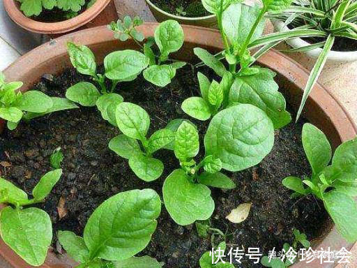 吃法|这种蔬菜“形似木耳”,菜场买来就能种,含钙高,孩子多吃长大个