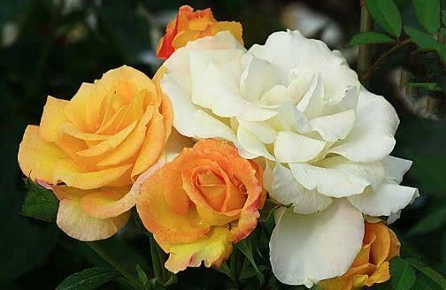 牡丹|养花就养这几款,比牡丹美,比绿萝好养,开花一茬接一茬!