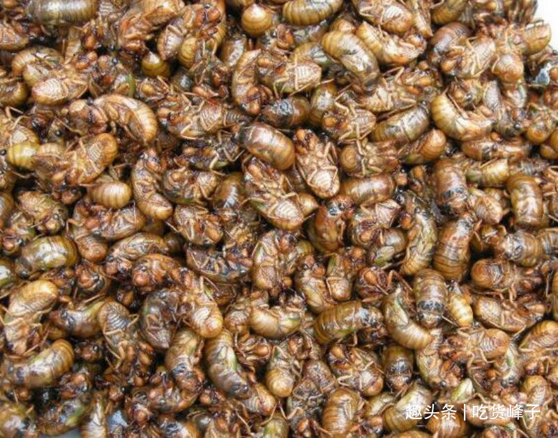 知了|地下蛰伏5年,知了能吃吗吃了对身体有何危害为了健康别再吃错