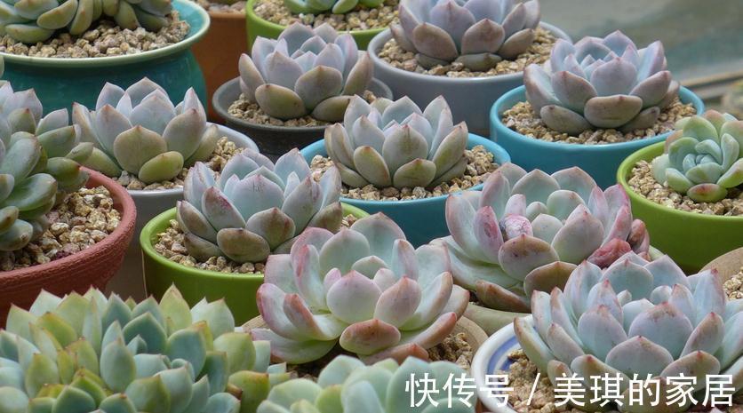 多肉服盆期,主人该注意哪些问题?劳心照顾好这3点养出好状态