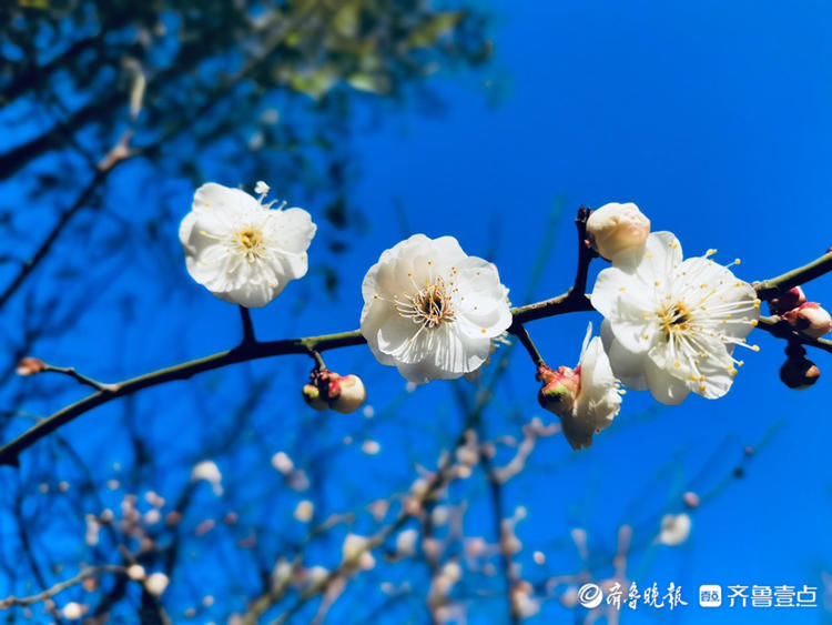 看！朵朵白梅俏立枝头，春的味道愈加浓厚你感受到了吗|情报站| 看！朵朵白梅俏立枝头，春的味道愈加浓厚你感受到了吗\＂,\＂i16\＂:\＂情报站