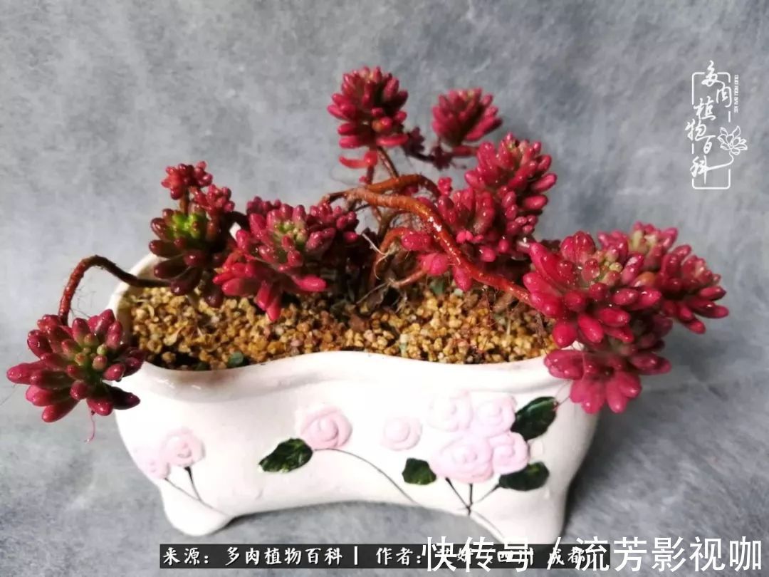 多肉|人生有时候就像多肉，不是不出彩，只是经历的时光还不够！