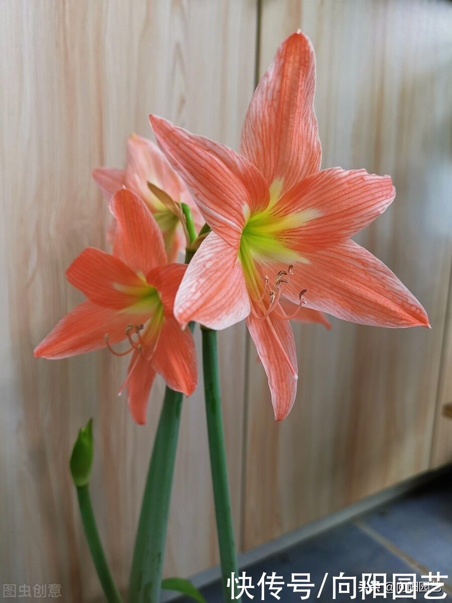 朱顶红延长花期，试试这几个办法，花瓣巴掌大，花期多开15天