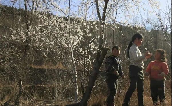 中站区： 美丽乡村 看“花果山”周窑村