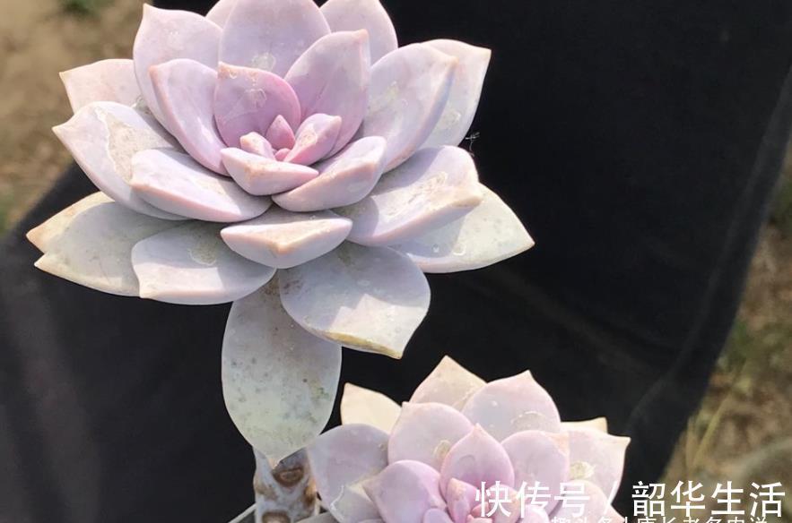 华丽|紫色系多肉华丽风车,夏季也不会轻易褪色,值得我们所有人养一盆