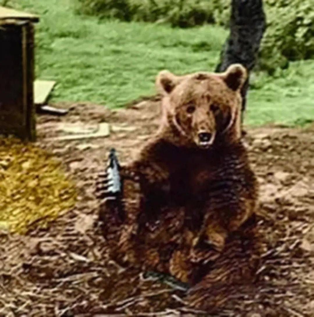 波兰部队|一只爱抽烟喝酒的棕熊，居然还成为了二战英雄