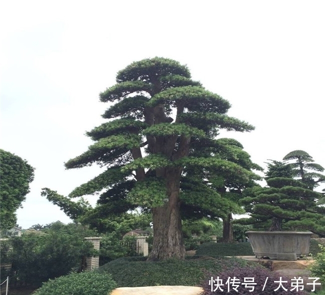 盆栽|罗汉松盆景价值高,定时修剪多浇水,轻轻松松养成老桩,价值更高