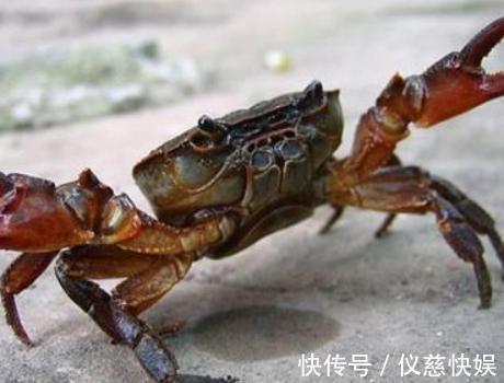 蒸螃蟹|蒸螃蟹时,用冷水还是热水?从前没注意,难怪蟹黄外流,肉不鲜美