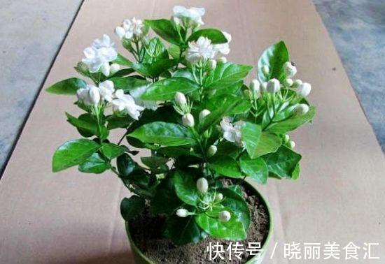 茉莉换盆并不难,只需做好这几件事,植株服盆快,长势旺盛