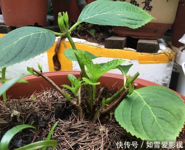 冬天|绣球不剪行不行？能安全过冬吗？分2种情况，修剪可促进爆花