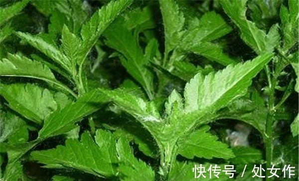 野生蔬菜|菊花脑是有开发前景的野生蔬菜，一次栽培能多年多次采收，受欢迎