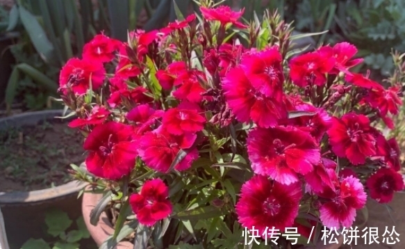 春天|养太阳花、长寿花、石竹,春天把握住“细节”,开花才漂亮