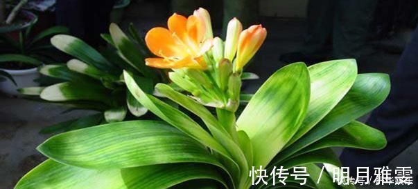 君子兰不开花还总是烂根教你一招,君子兰从此长不停