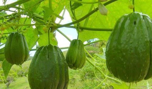 养胃|会吃的人最长寿，常食4种食物，保护血管，健脾养胃，预防妇科病