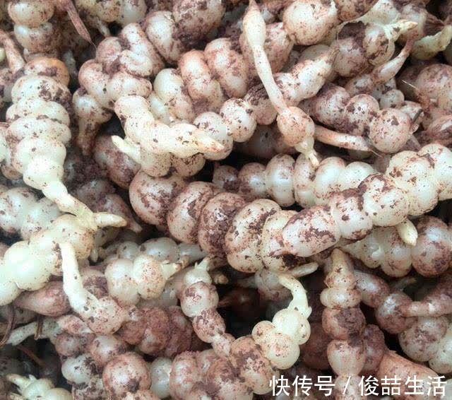 阳荷|奇怪的山野菜,就是去了山里也不一定认出来