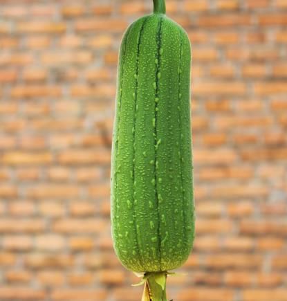 清热解暑|夏天，多吃这菜，清热解暑，香甜可口，家人都超喜欢吃！