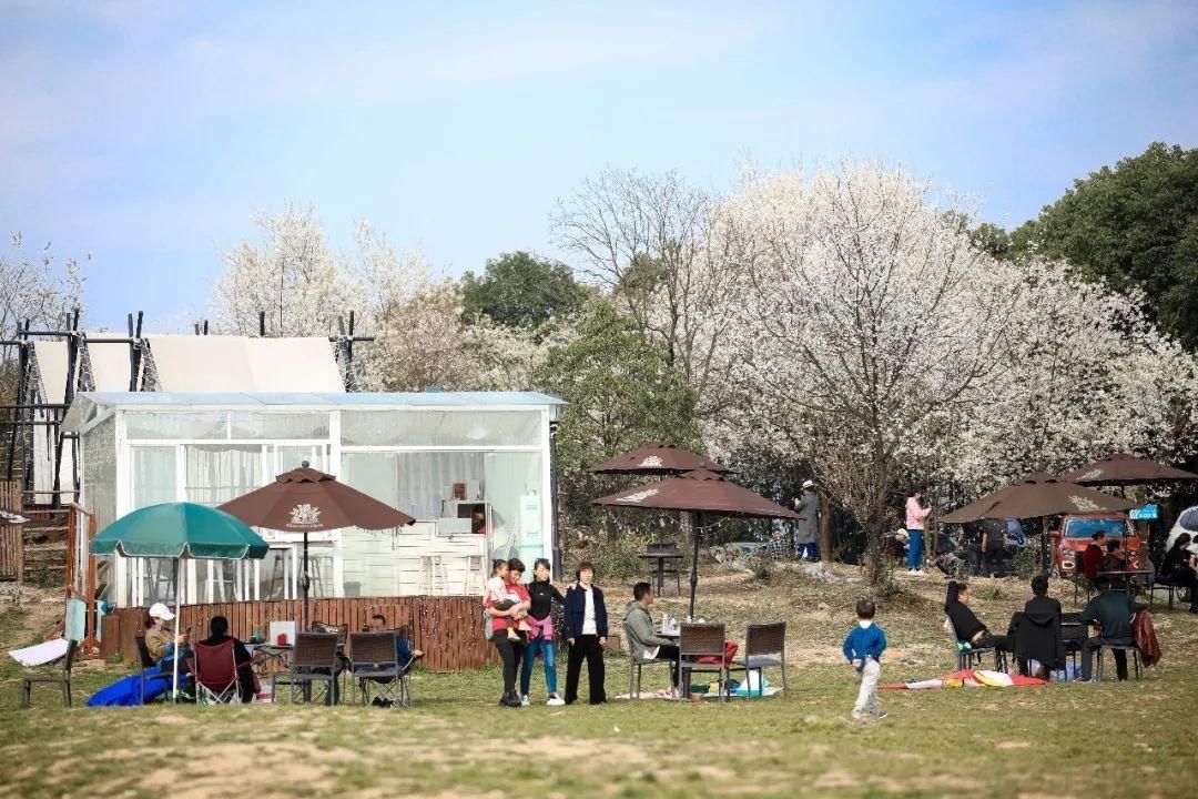 老年|云龟山万亩野樱花怒放，简直美到犯规！
