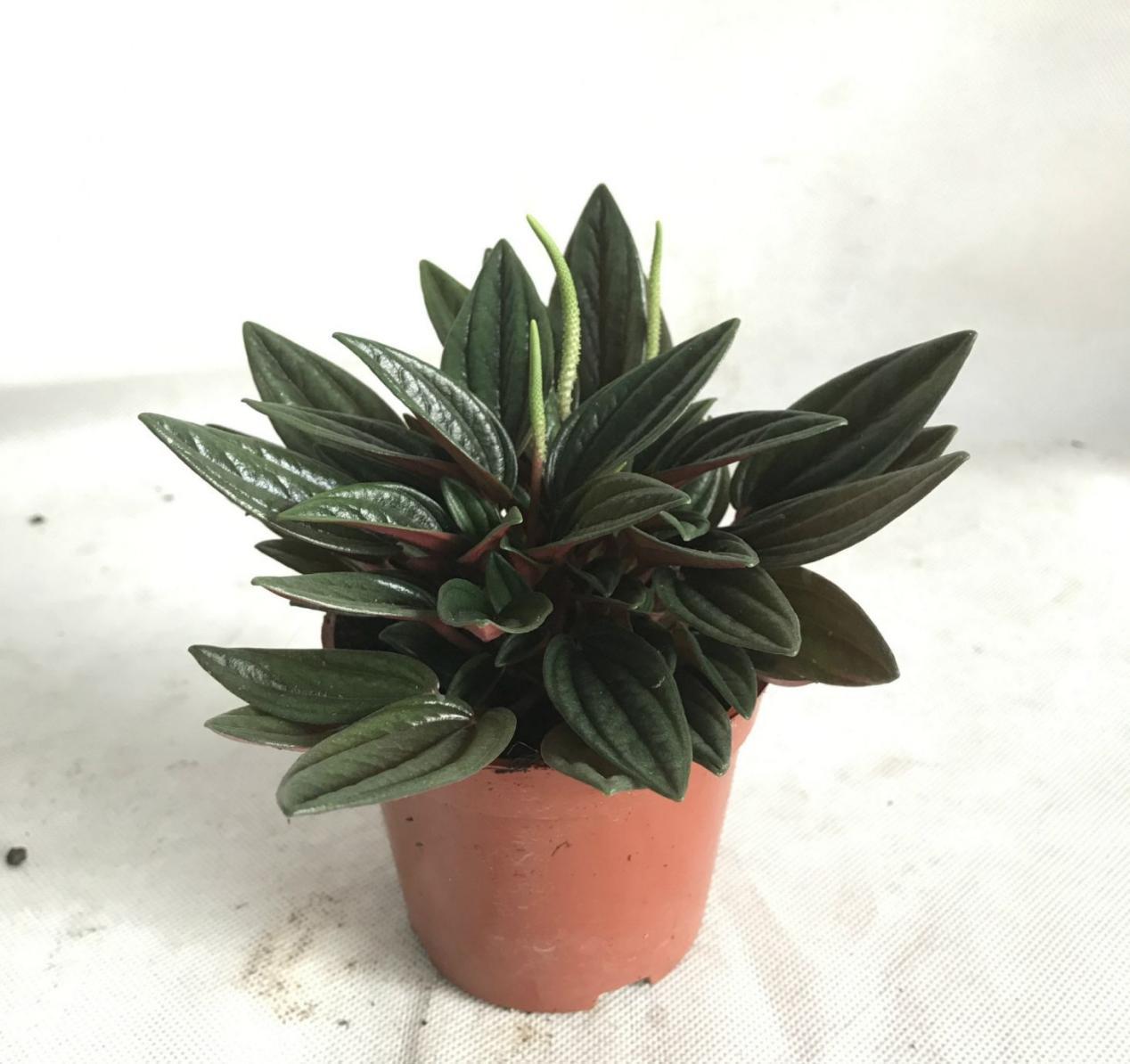 哪些资源能被制作成养花“神器”?这4类全可以