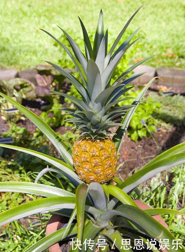 盆栽|原来这么多果树可以种在阳台上,以后再也不用买水果吃了