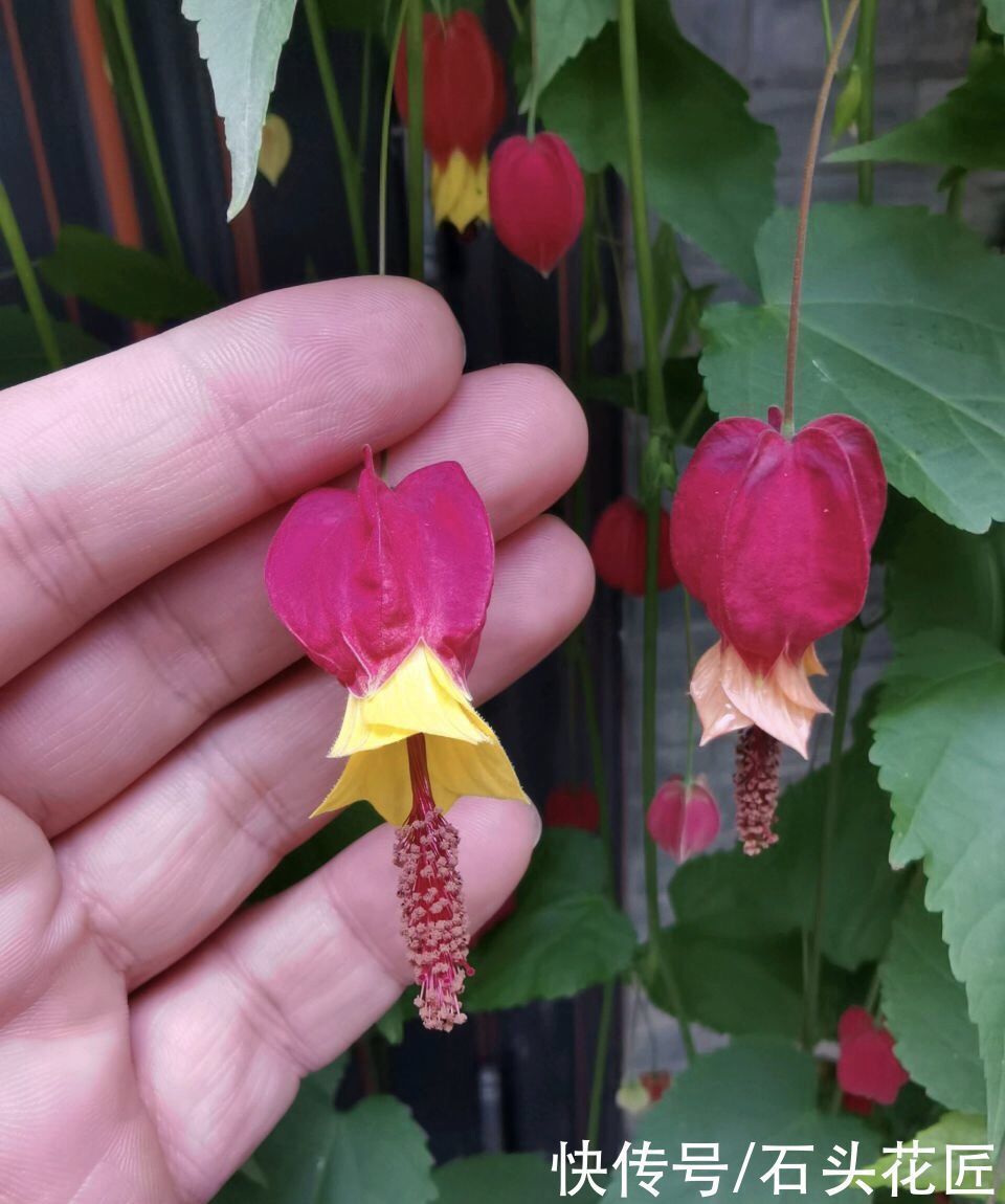 浇水|此花长得超像“红灯笼”,连灯穗都用,一年365天“反复”开花