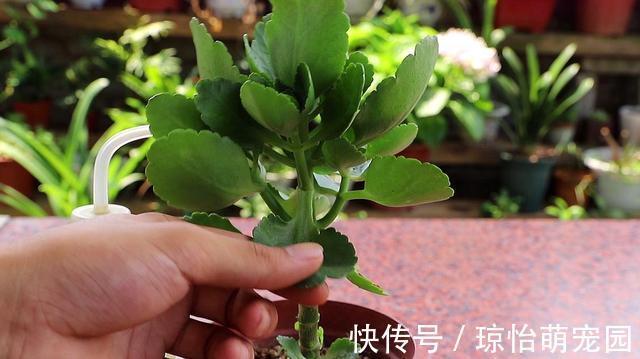 被称为“夏必死”的7种花,逛花市咱“绕着走”