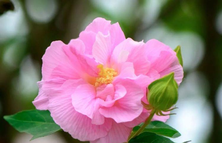 几种花,开花漂亮又好养,颜值超高的