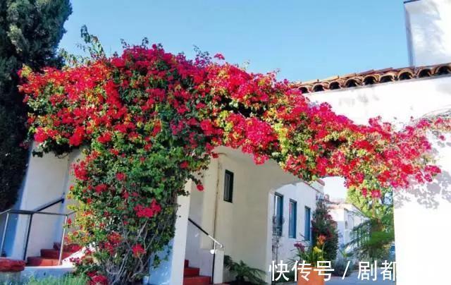爬藤植物|花开一面墙,花落一路香,一棵爬藤植物的花海