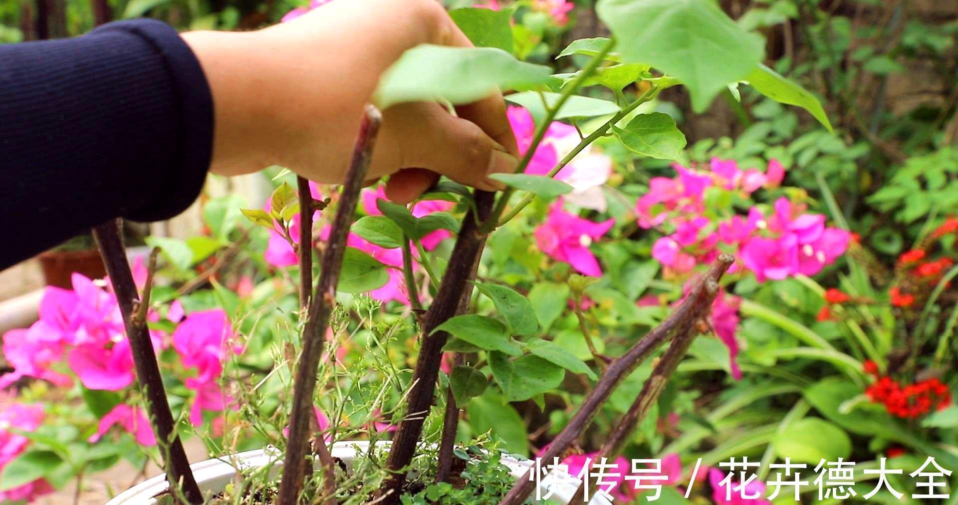 生根|9一10月,别忘记“扦插”这些花,“温度”适宜利于生根