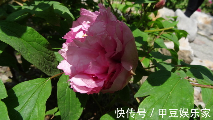 喜欢菊花，不如养盆“牡丹四大名品”赵园粉，娇艳欲滴，芳香浓郁