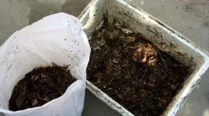 发酵|养花“法宝”松针该怎么用?单独使,加工后用,谨记这些准没错