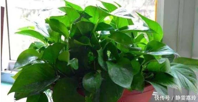 黄豆、豆渣养花有“技巧”，这样处理一下，效果比花肥强，很实用