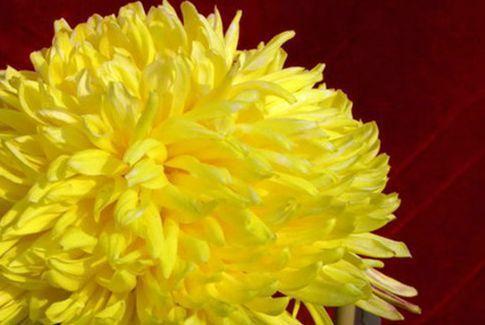 喜欢菊花，不如养盆“珍稀名菊”夕阳牧归，开花爆成花海，美极了