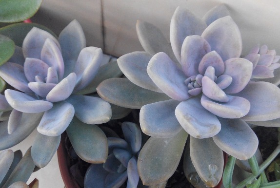 这六种多肉适合夏天养，便宜又好养，夏天也难养死，并且观赏性强