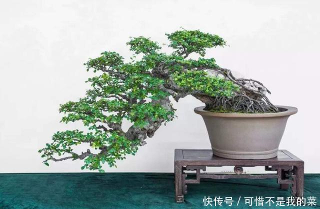 飘枝盆景造型枝飘则动,动则有神韵