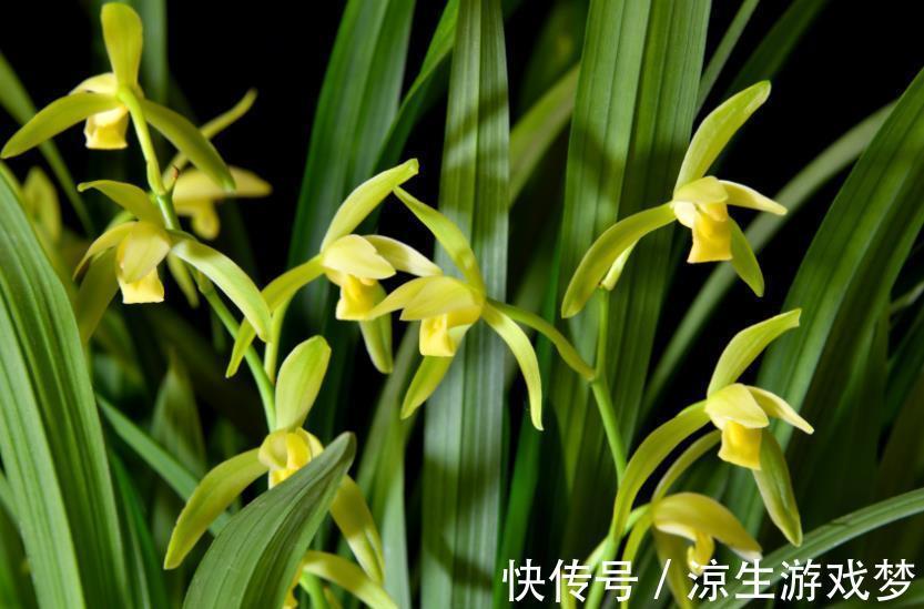 新手养兰花，了解掌握几个小细节，年年开花满盆，美极了