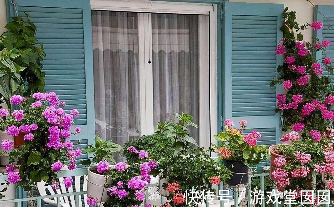 在家中这三个地方乱养花,说了也不听,难怪植物黄叶又烂根