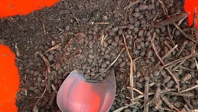 根系|月季换盆易僵苗黄叶月季换盆时多做一步,新芽猛长,白根挤爆盆